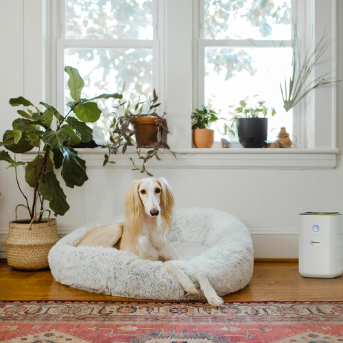 منقي هواء كارشر AF 20 للتعقيم – فلتر H13 طبي – تغطية 40 متر